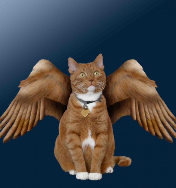 Creation of Angel: Step 6